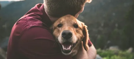 Pet custody laws in Australia